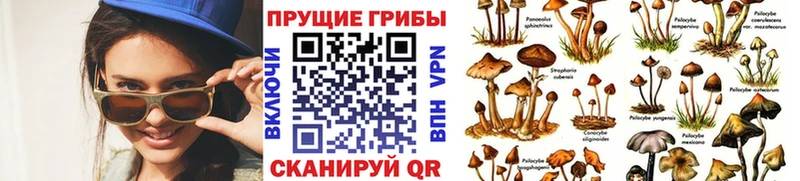 закладки  МЕГА онион  Галлюциногенные грибы Psilocybe  Никольск 
